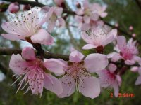 Flowers 2011 012.JPG