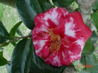 Flowers 2011 013.JPG