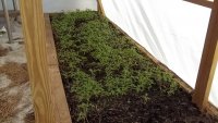 tomato plants.jpg