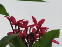 15 December 2009 013.jpg