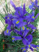 Flowers 2011 003.JPG