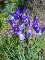 Flowers 2011 004.JPG