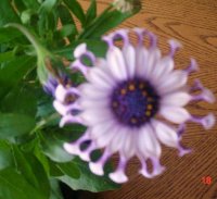 Flowers 2011 001.JPG