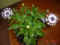 Flowers 2011 002.JPG