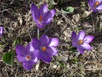 crocus.jpg