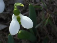 snowdrop.jpg