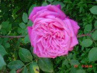 Flowers 2011 002.JPG