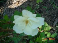 Flowers 2011 003.JPG