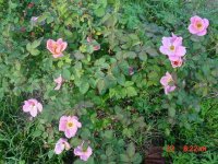 Flowers 2011 016.JPG