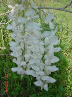 Flowers 2011 014.JPG