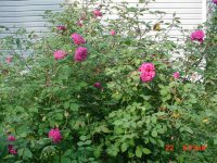 Flowers 2011 018.JPG