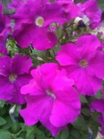 IMG_0632.jpg