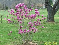 Magnolia 1.jpg