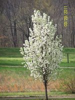 Bradford Pear Tree.jpg