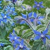 borage.jpg