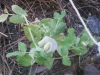 Sweet Pea Plant.jpg