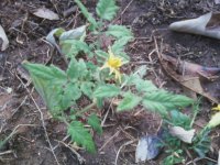 tomato plant.jpg