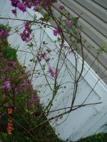 Hail 2011 001.JPG