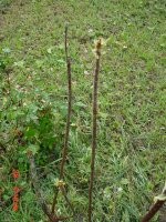 Hail 2011 020.JPG