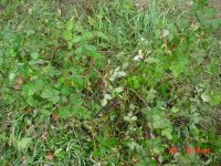 Hail 2011 021.JPG