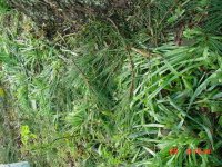 Hail 2011 017.JPG