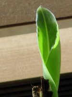 banana plant with leaf 008 (2)  EM.jpg