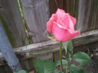 roses 001.JPG