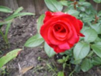 roses 003.JPG