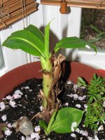 new banana pics 001 (2)  EM.jpg