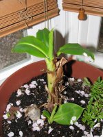 new banana pics 005 (2)  EM.jpg