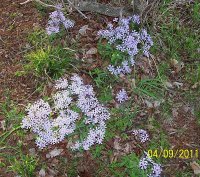 Wild Phlox 1.jpg