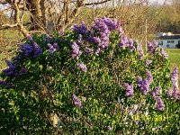 Lilac Bush.jpg