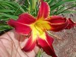 First daylily 2011.jpg