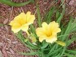 Stella D'Oro daylily 2011.jpg