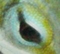 eye.JPG