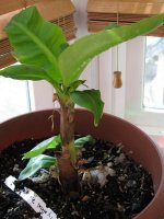 new banana tree pics 004 (2) 'Mom'.jpg