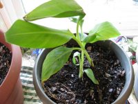new banana tree pics 002 (2)  EM.jpg
