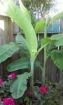 Banana plants 2011.jpg