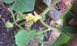 cucumbers blooming.jpg