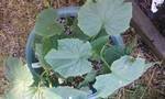 container cucumbers 2011.jpg