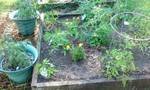 My garden tomatoes and peppers 2011.jpg