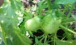 tomatoes for 2011.jpg