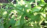 tomatoes galore 2011.jpg