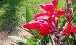 Red Canna.jpg