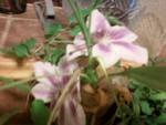 Clematis 2011.jpg