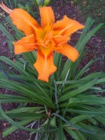 iphone2010orange_var_daylil.jpg