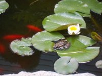 Flowers2011005.jpg