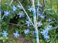 Flowers2011007.jpg