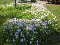 Flowers2011008.jpg