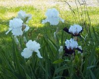 Flowers2011009.jpg